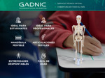 Mini Esqueleto Articulado Gadnic Estudiantes Profesionales