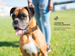 Collar De entrenamiento Gadnic Para Adiestramiento Canino