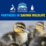 Detergente para lavar platos Dawn Platinum Aroma Lluvia Fresca 385?ml