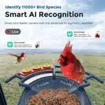 Comedero inteligente para pájaros PerchMe® con cámara 1080P HD con energía solar