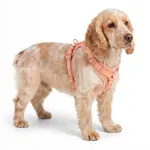 Arnés Para Perro Gadnic Acolchado Ajustable Resistente Paseos Seguros
