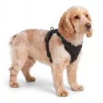 Arnés Para Perro Gadnic Acolchado Ajustable Resistente Paseos Seguros