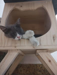 Mesa De Luz Gato