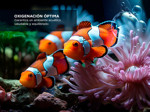 Aireador Pecera Gadnic 2 Salidas + 2m Manguera Y 2 Piedras