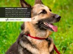 Collar para Perro Gadnic Regulable - Talle M